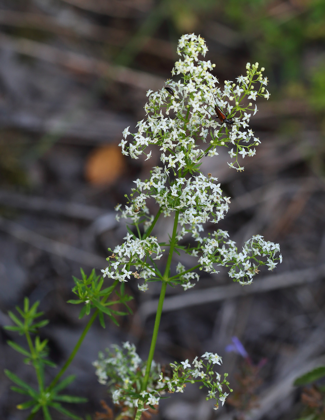 Изображение особи Galium mollugo.