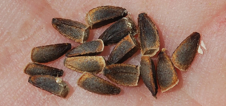 Изображение особи Lagochilus setulosus.
