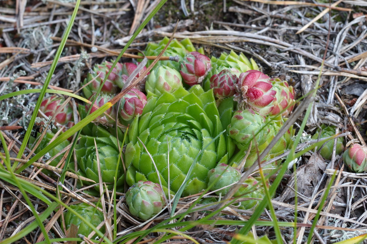 Изображение особи Jovibarba globifera.