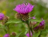 Centaurea pseudophrygia. Соцветие. Северный Урал, Пермский край, окр. дер. Ванькова, правый берег р. Язьва, луг. 19 августа 2017 г.