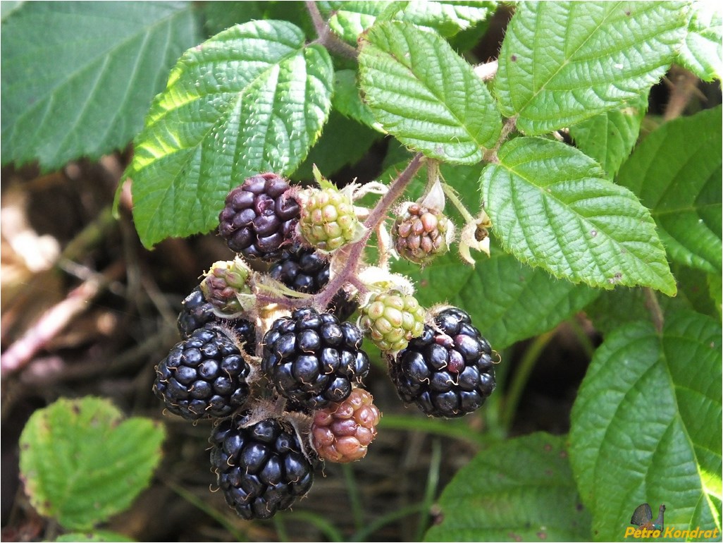 Изображение особи Rubus serpens.