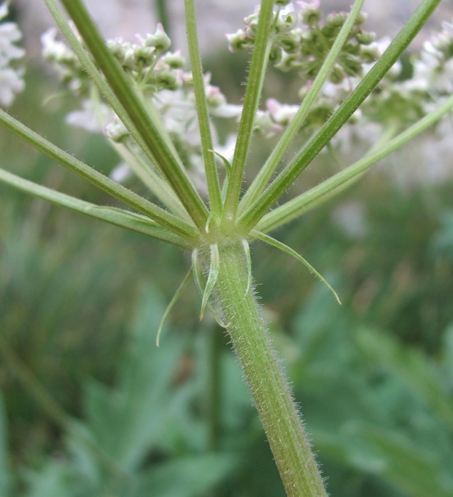 Image of Heracleum freynianum specimen.