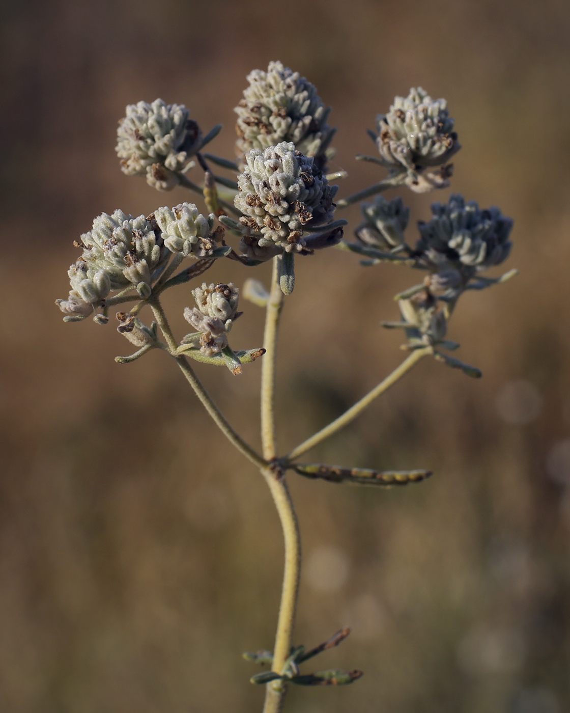 Изображение особи Teucrium capitatum.