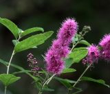 Spiraea &times; billardii