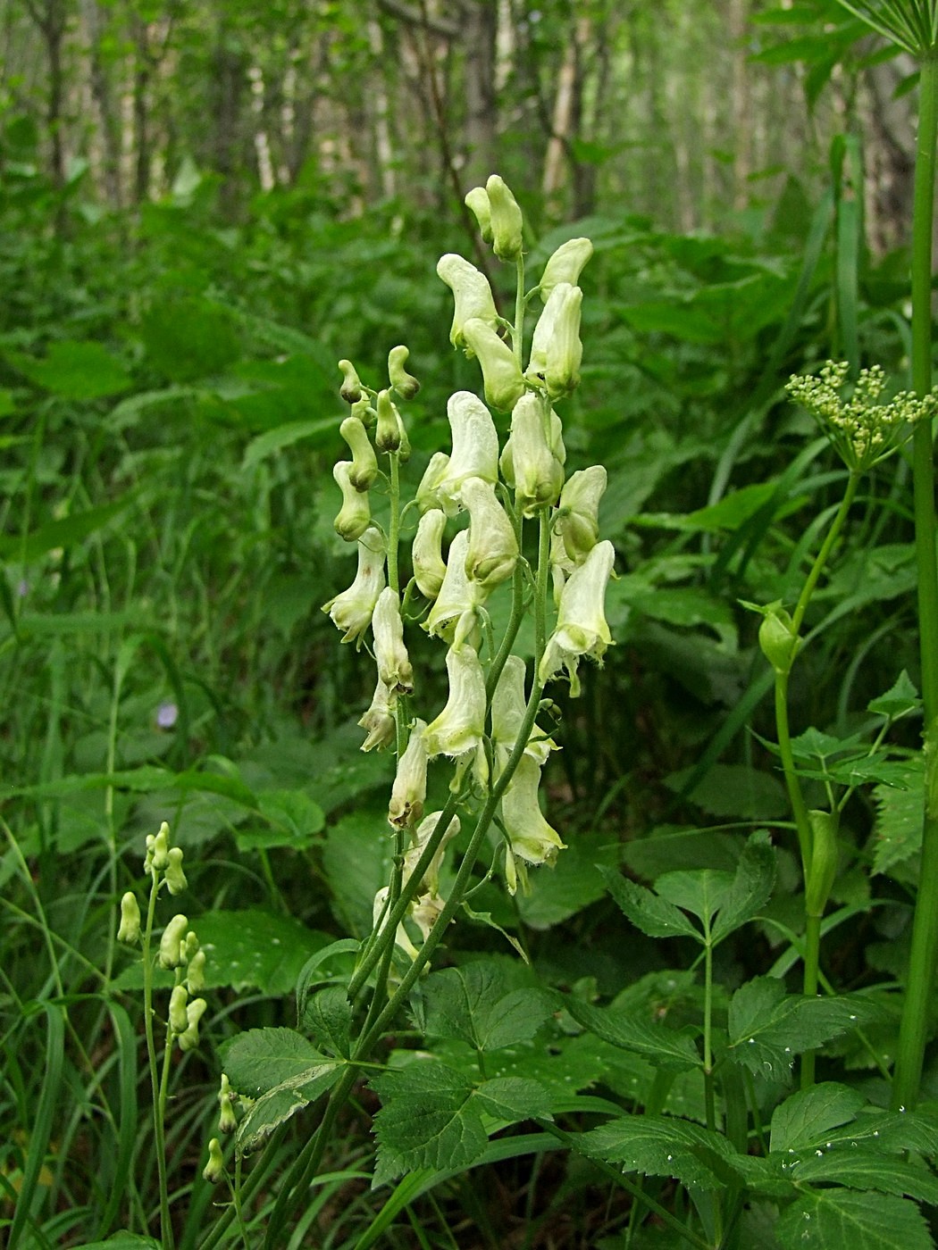 Изображение особи Aconitum ajanense.