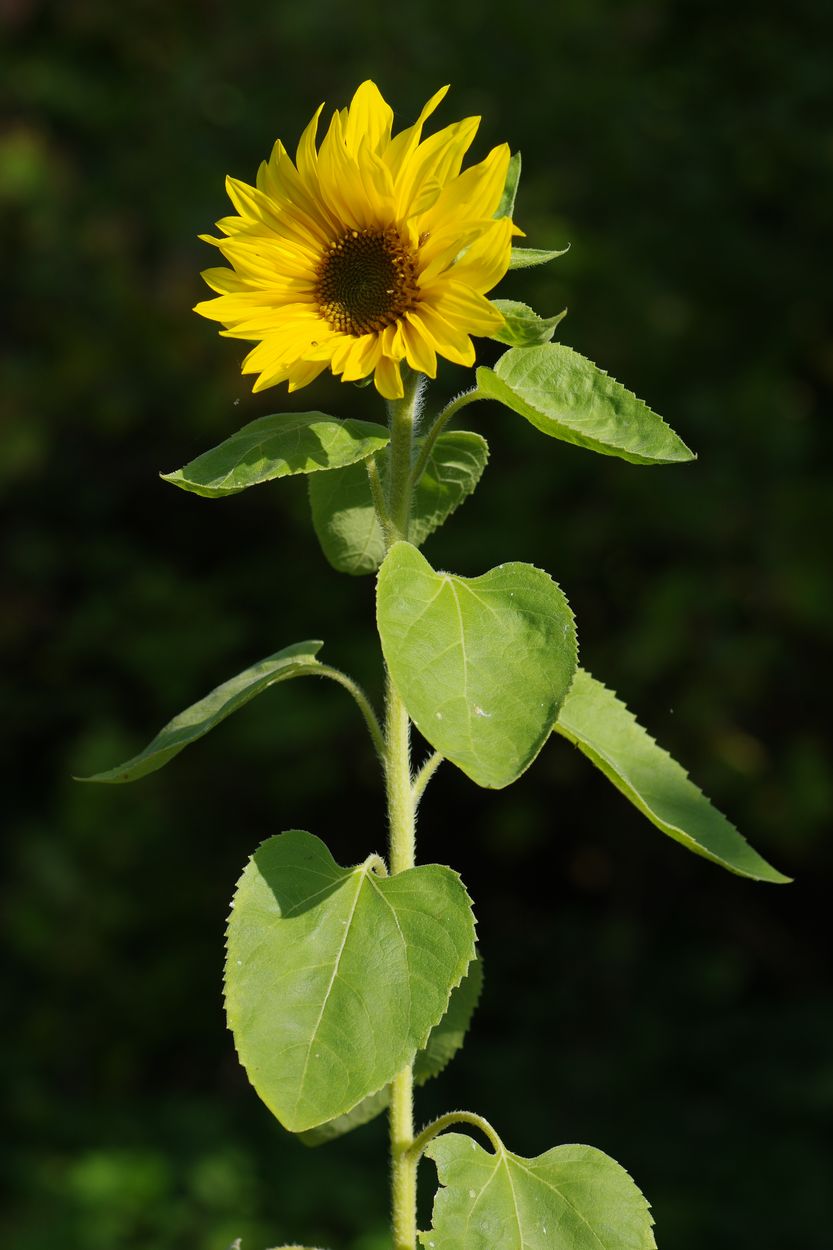 Image of Helianthus annuus specimen.