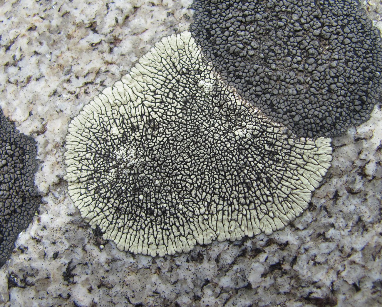 Image of Dimelaena oreina specimen.