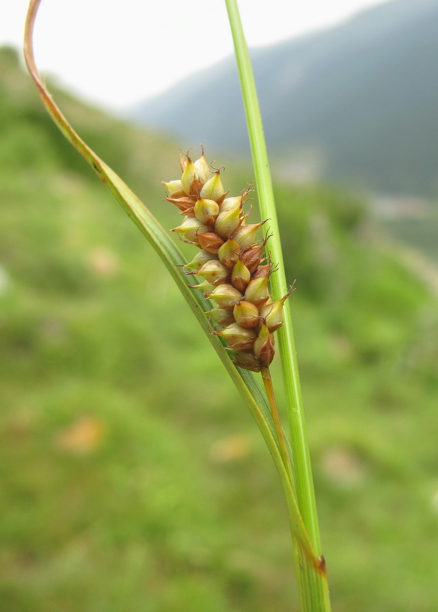 Изображение особи Carex panicea.