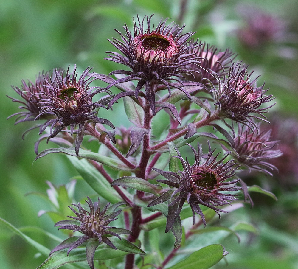 Image of Symphyotrichum novae-angliae specimen.