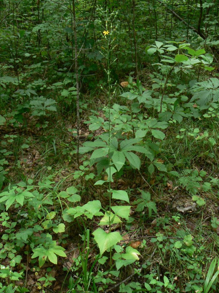 Изображение особи Lactuca triangulata.