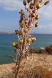 Drimia numidica