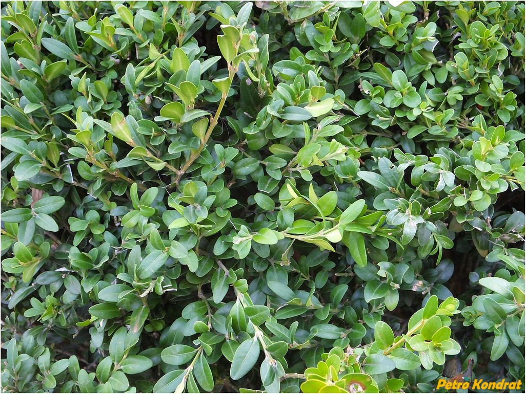 Изображение особи Buxus sempervirens.