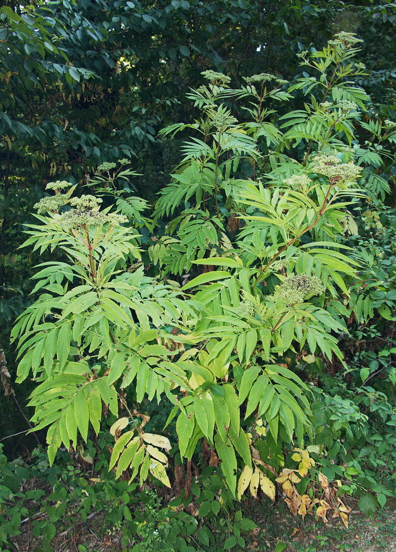 Изображение особи Sambucus ebulus.