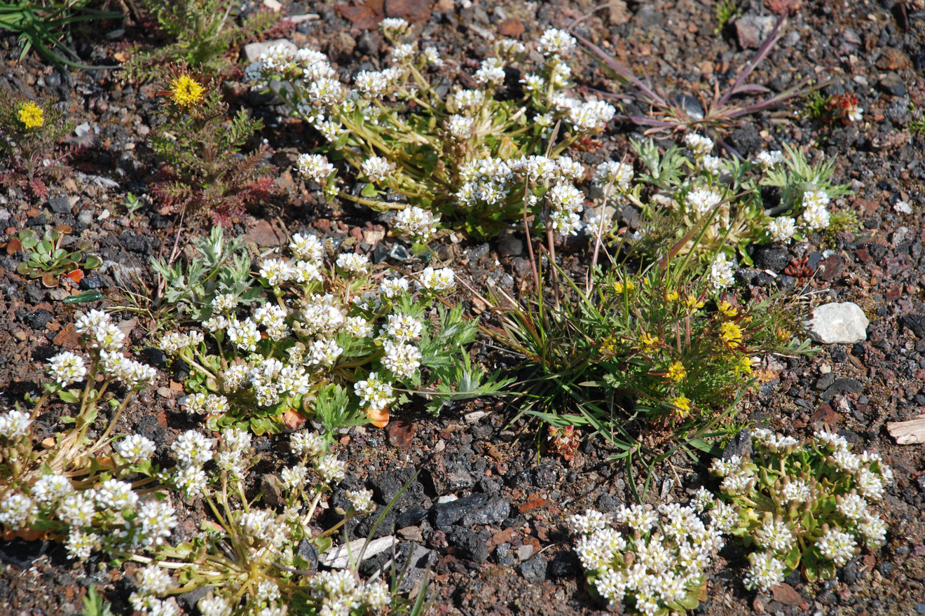 Image of Cochlearia groenlandica specimen.