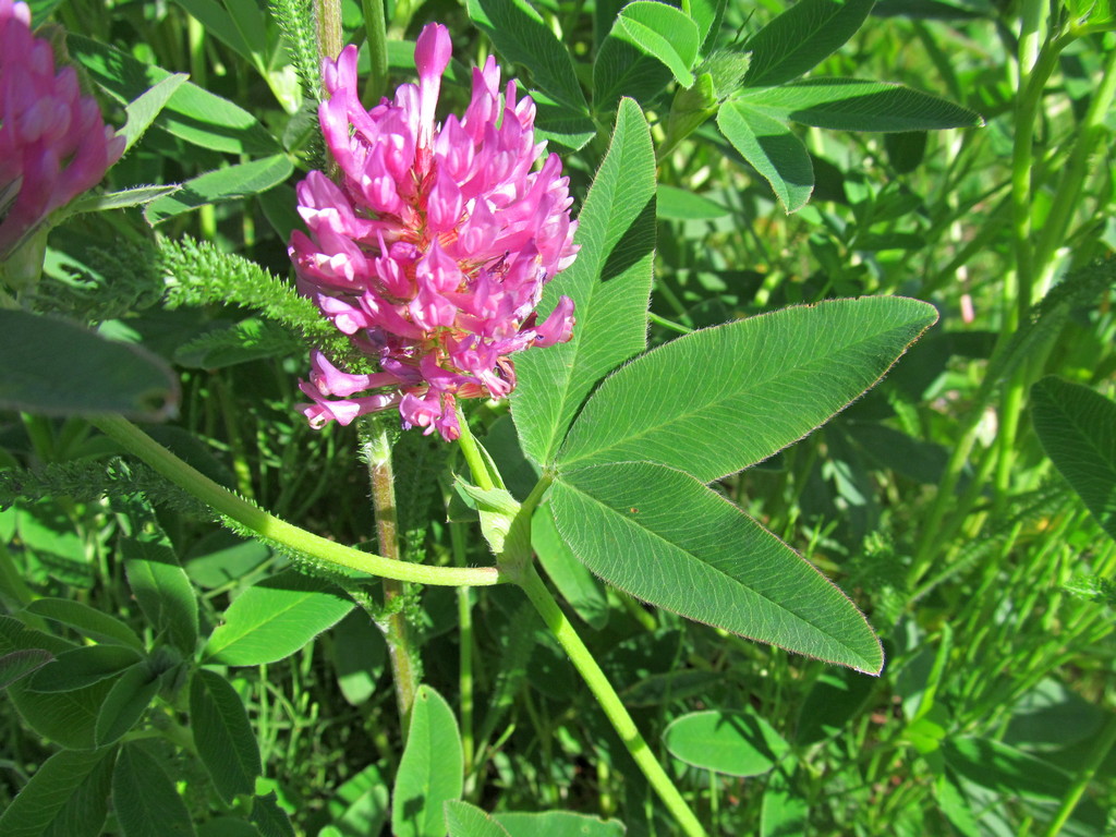 Image of Trifolium medium specimen.