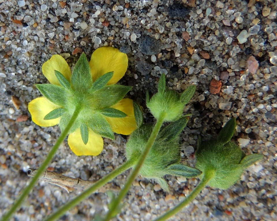 Image of genus Potentilla specimen.