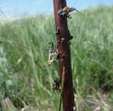 Silene chersonensis. Средняя часть стебля с прилипшими насекомыми. Краснодарский край, Кущёвский р-н, станица Шкуринская, сухой склон. 14.05.2010.