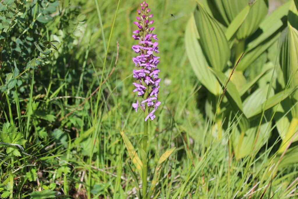 Image of Gymnadenia conopsea specimen.