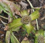 Gentiana crassicaulis