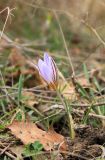 Crocus reticulatus. Цветущее растение. Краснодарский край, Черноморское побережье Кавказа, г. Новороссийск, окр. м. Мысхако, шибляк. 5 февраля 2018 г.