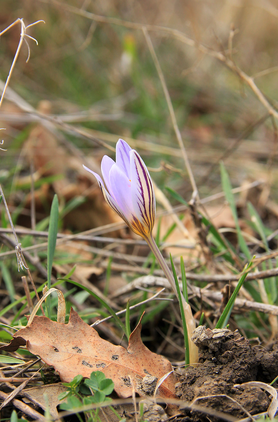 Изображение особи Crocus reticulatus.