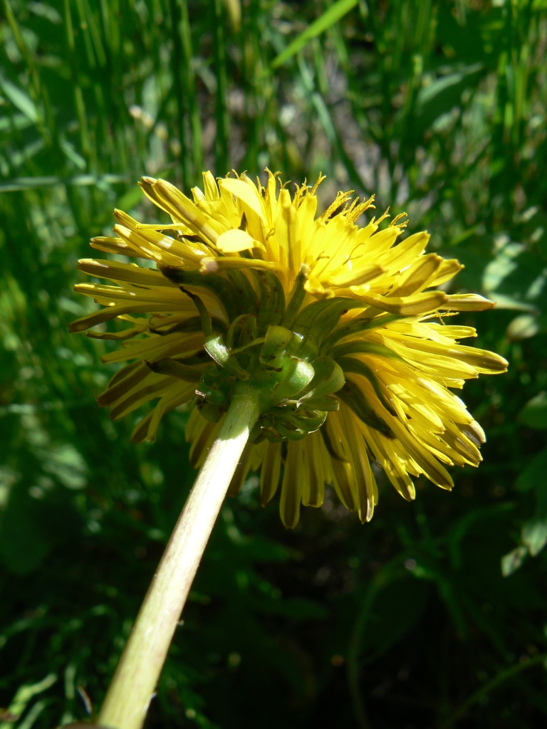 Image of Taraxacum officinale specimen.