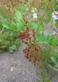 Rumex acetosella. Верхушка плодоносящего растения. Сахалинская обл., о. Итуруп, побережье зал. Касатка. 21.08.2017.