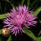 Centaurea jacea