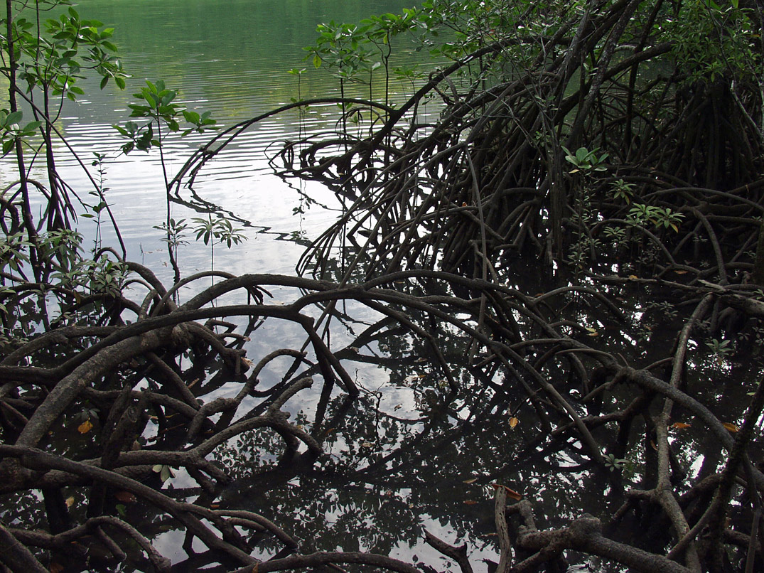 Image of genus Rhizophora specimen.