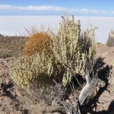 класс Magnoliopsida. Старое растение. Боливия, солар Уюни, остров Пескадо. 17 марта 2014 г.