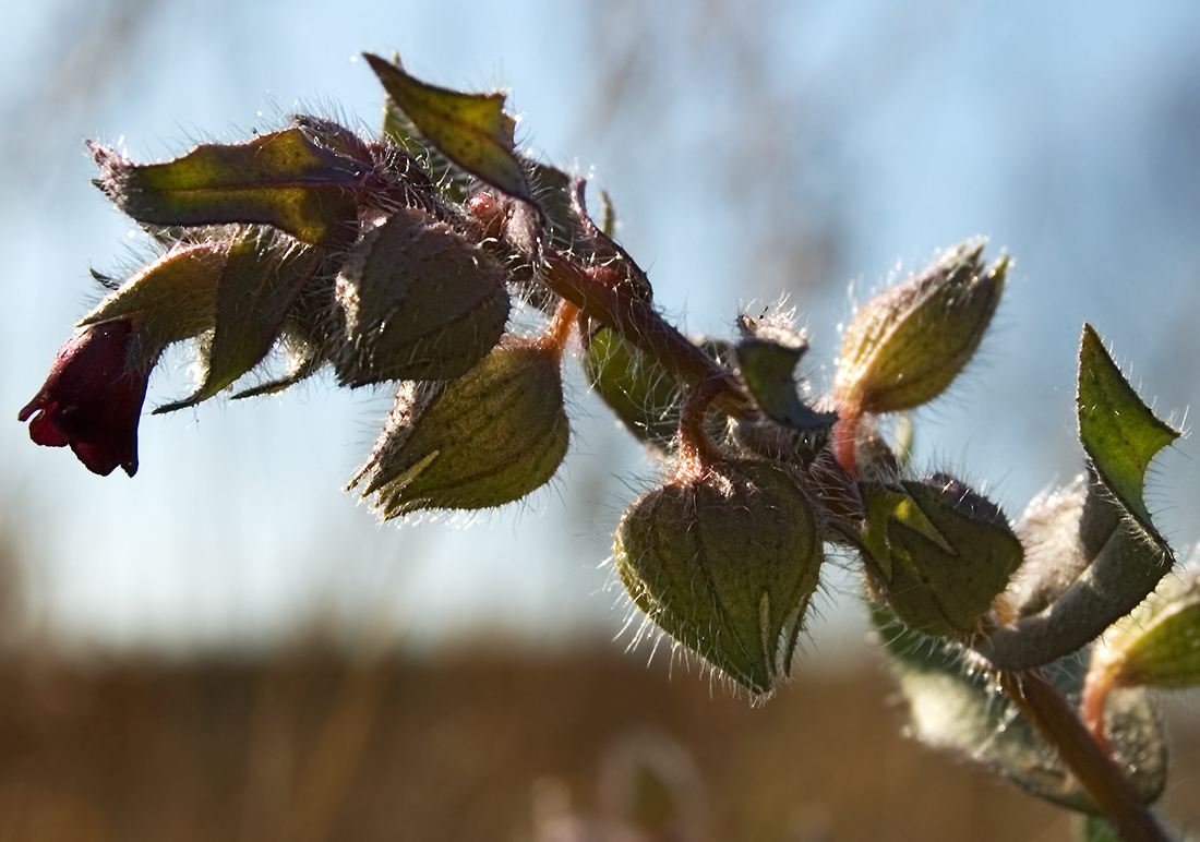 Image of Nonea rossica specimen.