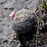 Mammillaria formosa