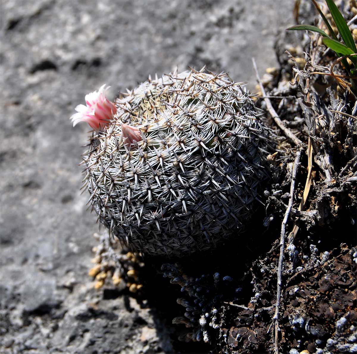 Image of Mammillaria formosa specimen.