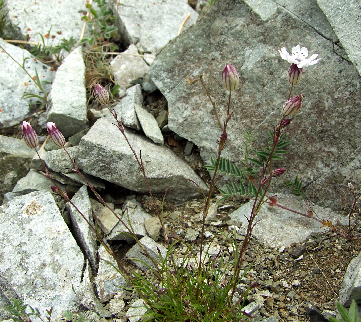 Изображение особи Silene stenophylla.