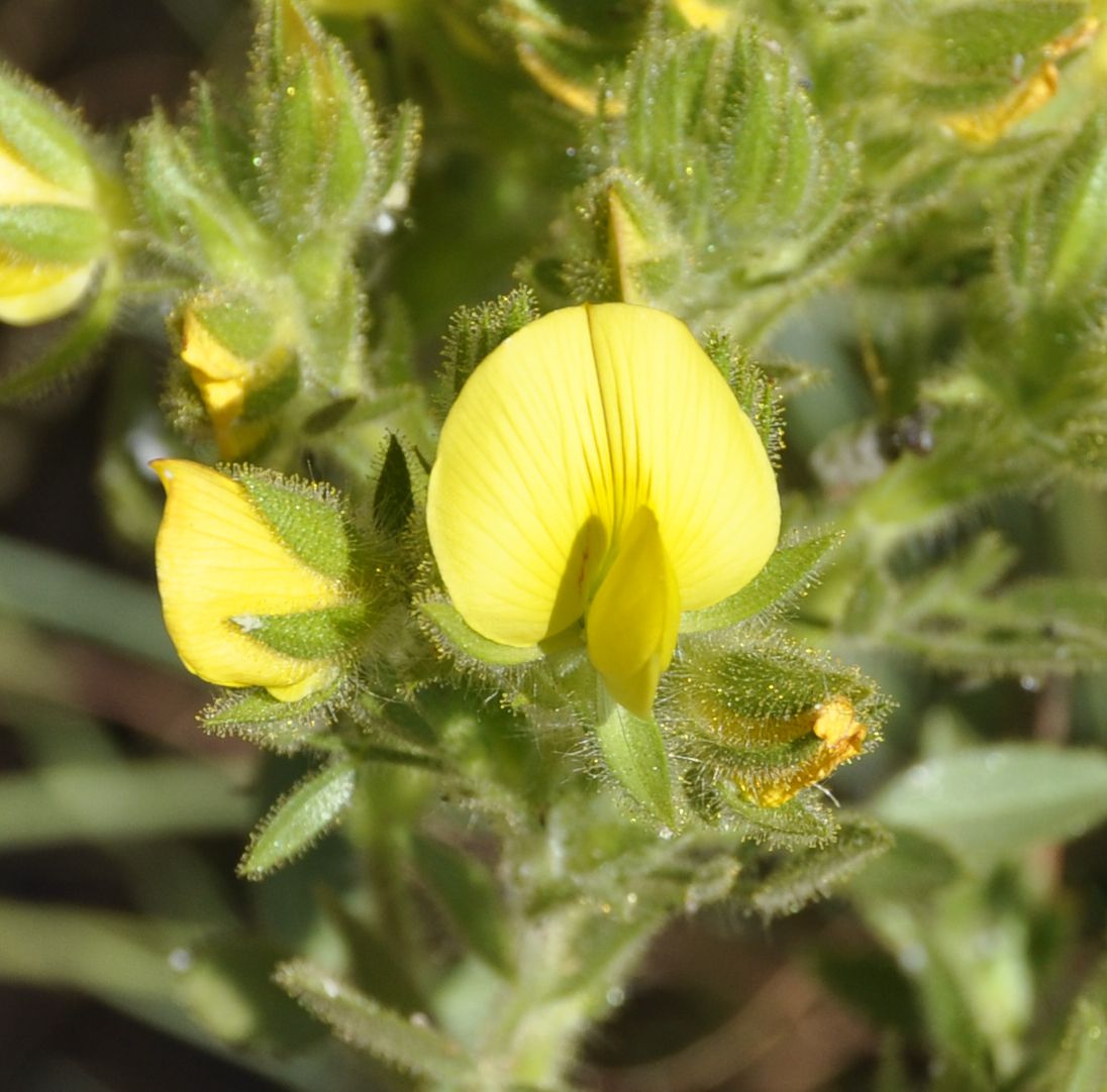 Image of Ononis pubescens specimen.