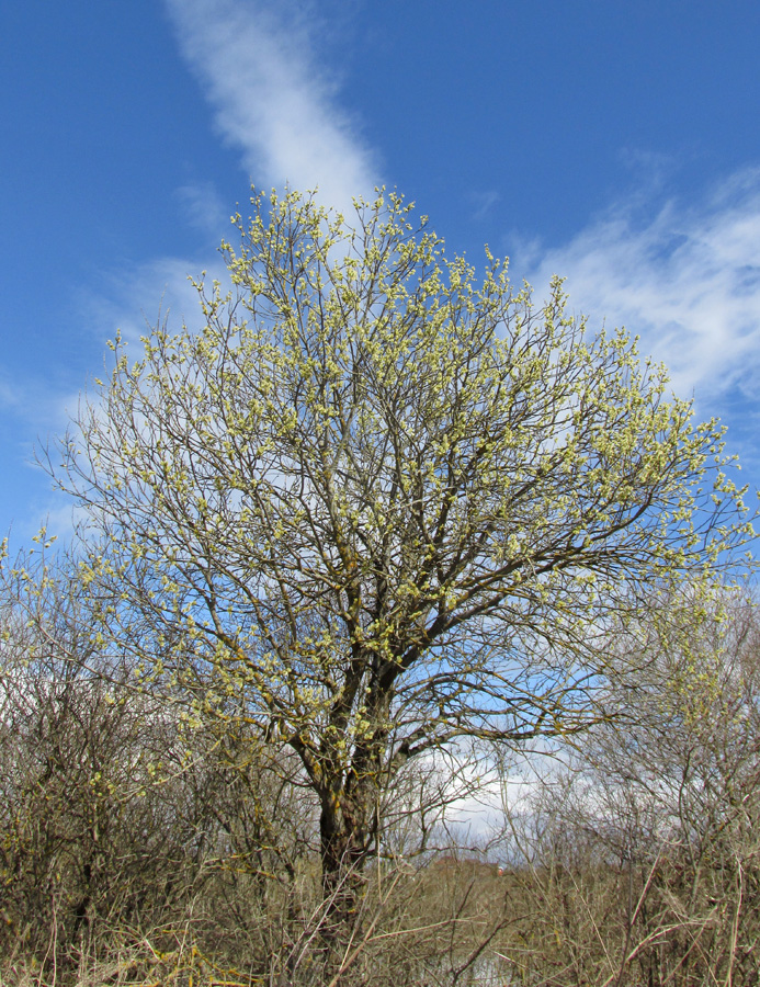 Image of Salix caprea specimen.