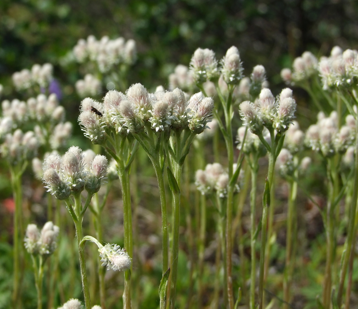 Изображение особи Antennaria dioica.