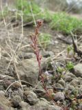 Veronica vendettadeae