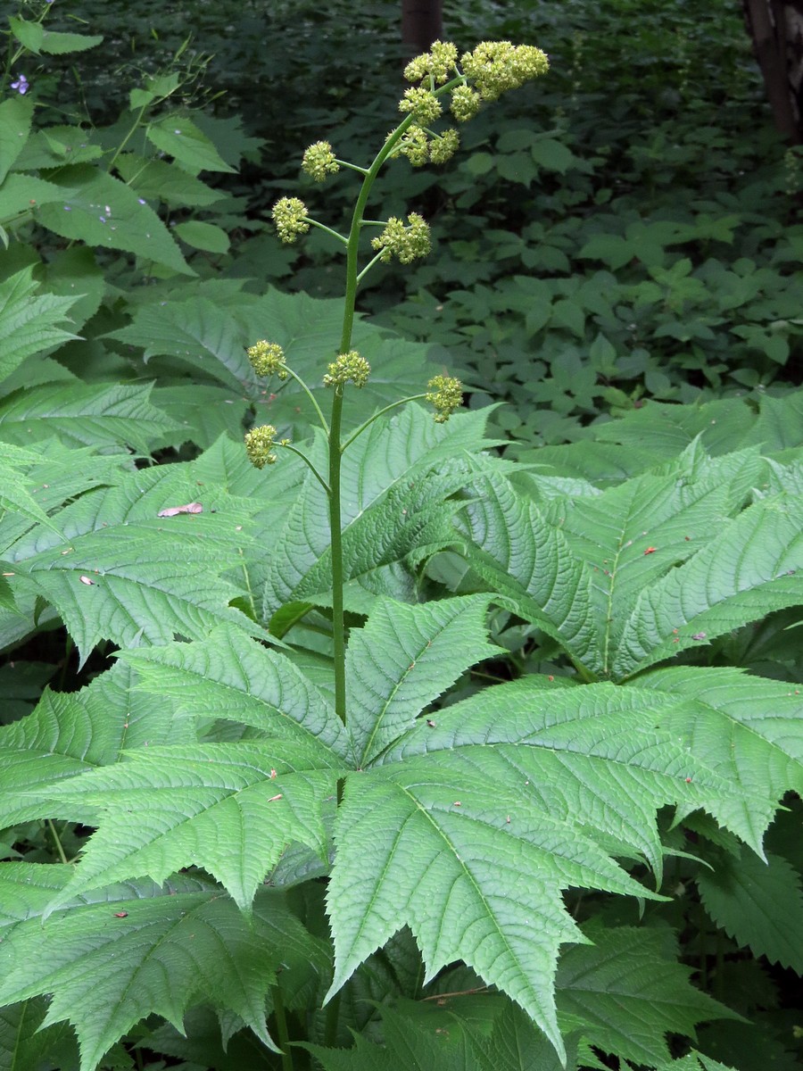 Изображение особи Rodgersia podophylla.