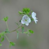 Veronica peduncularis. Верхушка цветущего растения. Республика Адыгея, левый берег р. Белая чуть ниже устья руч. Большой Руфабго, лиственный лес. 28.04.2018.