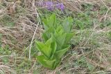 Veratrum lobelianum