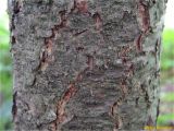 Pseudotsuga menziesii. Часть ствола на высоте 1.5 м. Украина, Ивано-Франковская обл., Болеховский горсовет, Поляницкий сельсовет, Поляницкий региональный ландшафтный парк, урочище \"Скалы\", молодой смешанный лес. 20.05.2018.