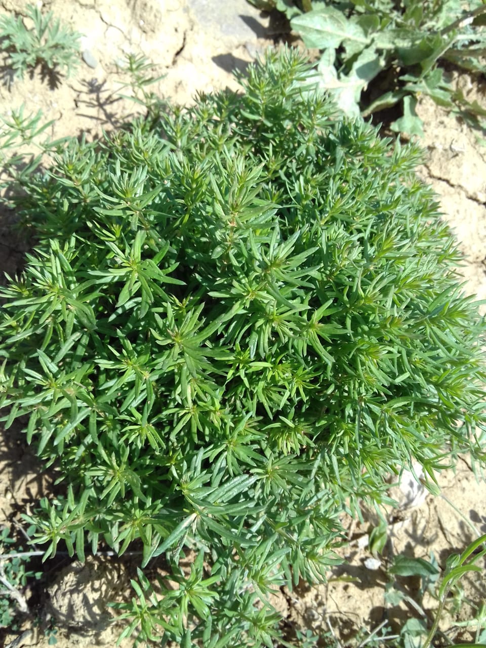 Image of genus Galium specimen.