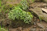 Marchantia polymorpha