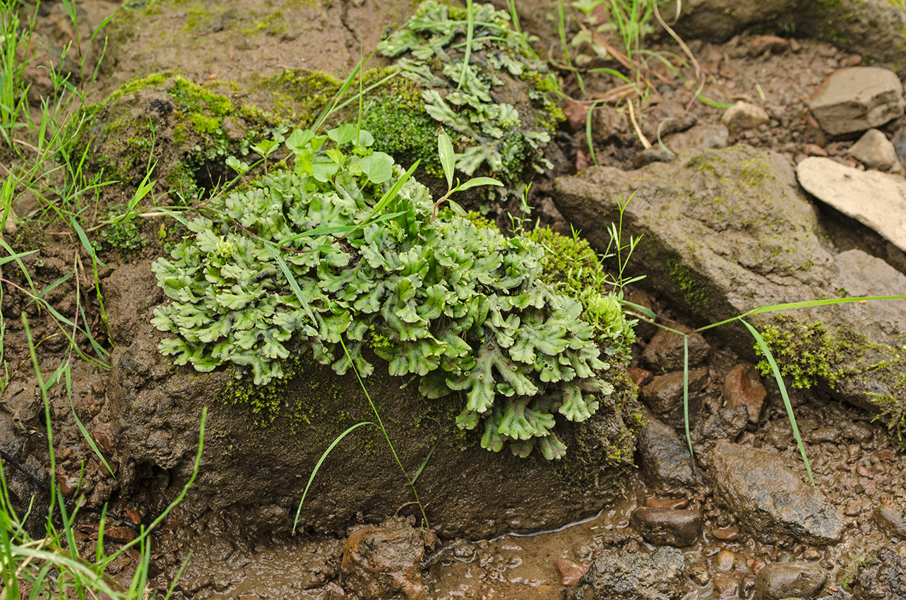 Image of Marchantia polymorpha specimen.