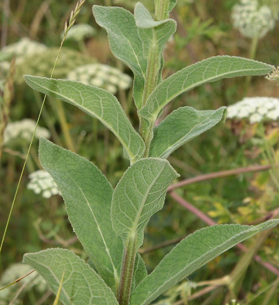 Image of Verbascum &times; semialbum specimen.