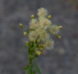 Conyza canadensis
