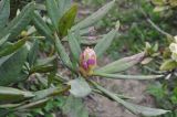 Rhododendron caucasicum. Конец ветви с бутоном. Грузия, Боржоми-Харагаульский национальный парк, маршрут №1; гора Ломис-Мта, ≈ 2100 м н.у.м., предвершинный северо-восточный склон. 25.05.2018.