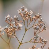 Gypsophila altissima. Часть соцветия. Воронежская обл., Подгоренский р-н, окр. с. Белогорье, меловой склон. 19.08.2018.