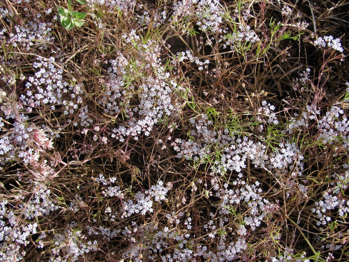 Изображение особи Aphanopleura capillifolia.